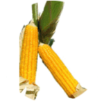 corn-image-1