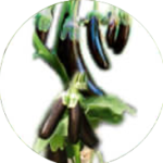eggplant-image-1