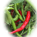 hot pepper2
