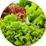 lettuce-image-1